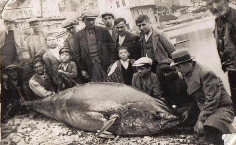 Bir başka Marmara: Orkinosların peşinde